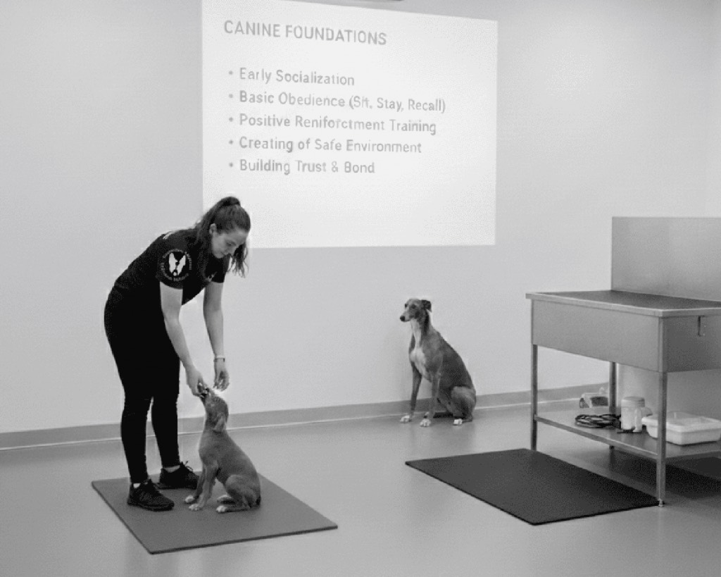 Canine Foundations