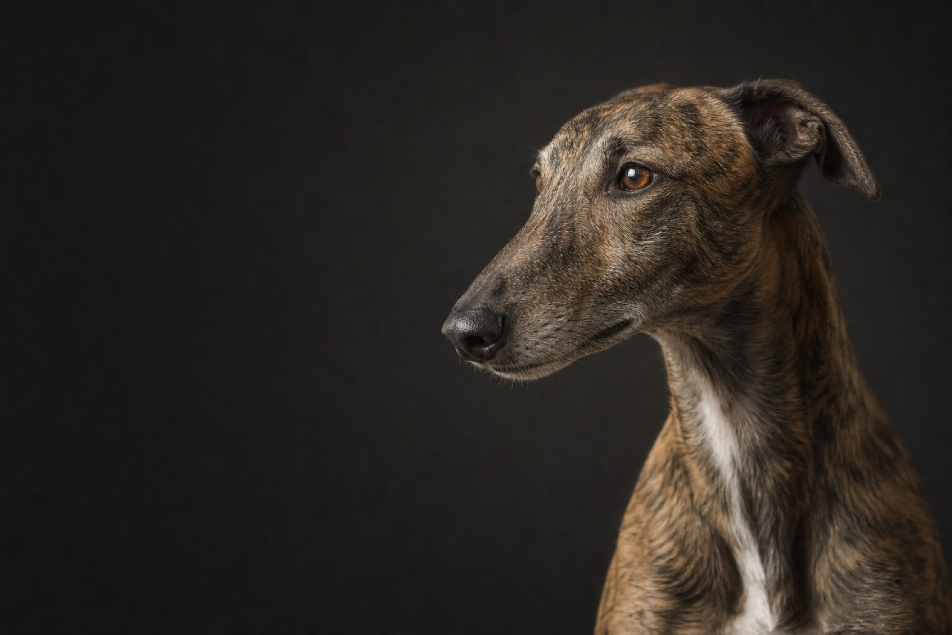 A brindle lurcher at The Sighthound Guy