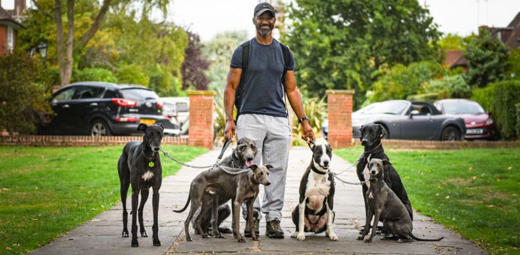 Don Jordan, founder of The Sighthound Guy, with his greyhounds in NW London